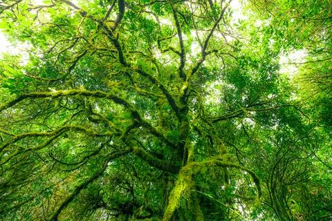 Looking up view of tree trunk to green leaves of tree in forest with sun li.. 库存照片