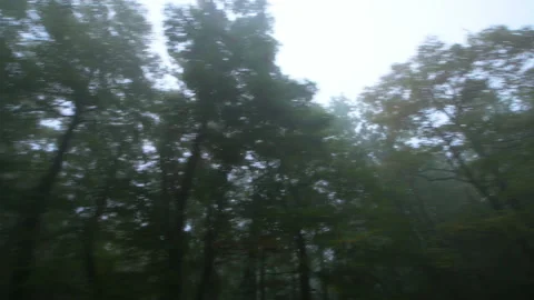 Looking up view on trees from at Appalachian mountains, Blue Ridge Parkway Stock Footage 179232701
