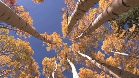 Looking up view of trees Stock Footage 74090282