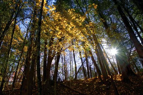 Looking up view of the yellow maple tree leaves in the forest in autumn Stock Photos