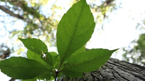 Looking up at Virginia creeper Stock Footage 142335588