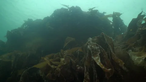 Looking up at wall of kelp Stock Footage 136544052