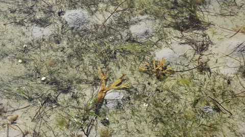 Looking into the water on the beach Stock Footage 40314077