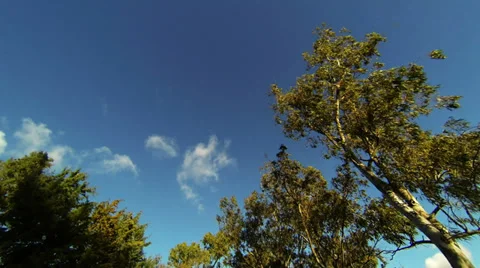 Looking up while driving from road with trees and clouds in the sky 스톡 동영상 34549488