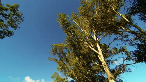 Looking up while driving from road with trees and clouds, timelapse Stock Footage 34549601