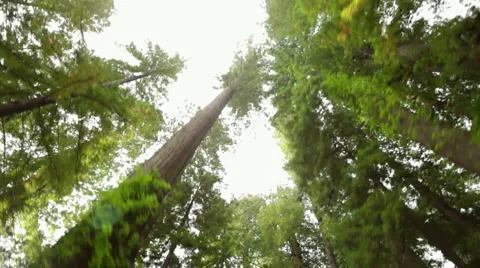 Looking up while driving through redwood forest Video stock 3953905