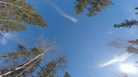 Looking up while moving around corners at blue sky above a forest of mixed trees Stock Footage 288262733