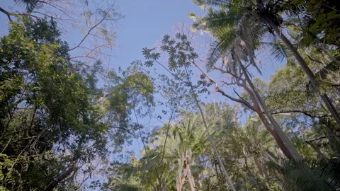 Looking up while walking along lush green jungle forest 스톡 동영상 138598676