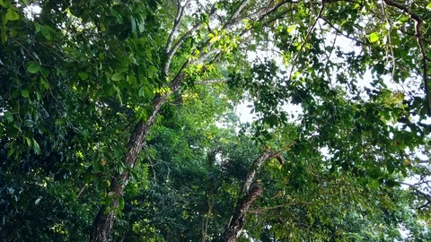 Looking up while walking in the Philippine Forest in Subic Bay, Zambales Stock Footage 120997618