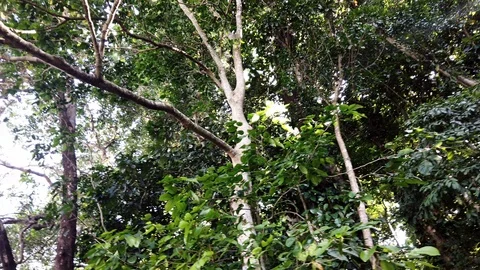 Looking up while walking in the Philippine Forest Stock Footage 120997634
