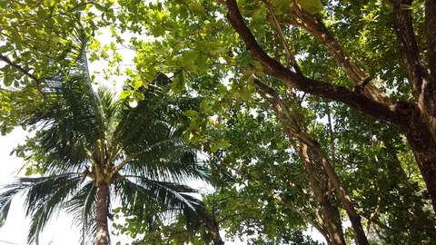 Looking up while walking in the Philippine Forest Stock Footage 120997714