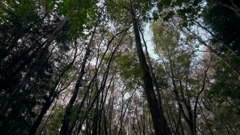 Looking up at a wide forest scene of tall trees with unveiling sunlight 動画素材 288333614