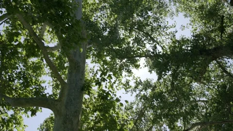 Looking up at Windy Trees with Sun behind leaves 02 8K Stock-Footage 249853203