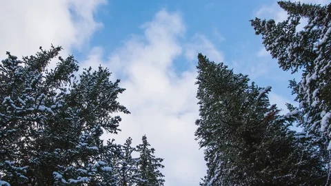 Looking up in the winter conifer forest Stock Footage 83271940