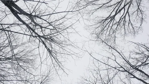 Looking Up at a Winter Forest in 4K Stock Footage 85712371