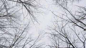 Looking Up at a Winter Sky Through Bare Trees in 4K Stock Footage 85712375