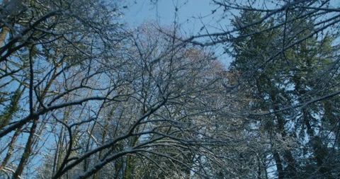 Looking Up at Winter Trees Stock Footage 169677162