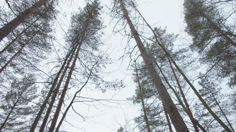 Looking up at wintery pine trees down to snowy bridge over frozen lake Stock Footage 146277049
