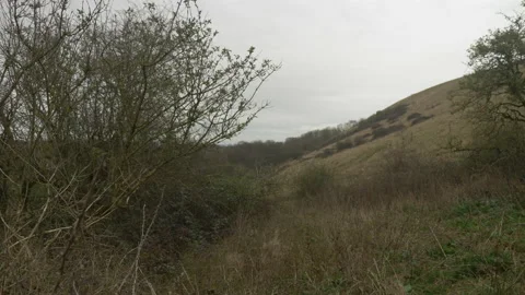 Looking up to Wolstonbury Hill Tree Branches Bronze Age Fort Overcast Stock Footage 237349710