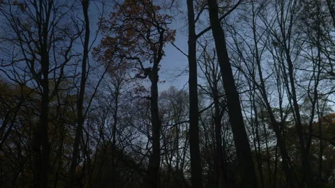 Looking up Wood Walking Tree Trunks Dusk Winter Skeleton Branch Silhouette Stock Footage 234783783