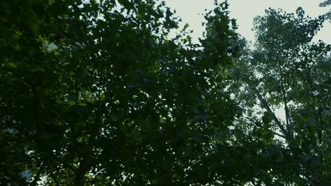 Looking up at the woods on campus Stock Footage 240973472