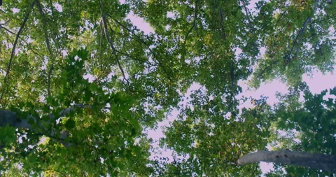 Looking up at the woods on campus Stock Footage 240973880