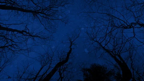 Looking Up In Woods On Rainy Night Video stock 320797961