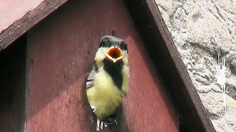 Looking into the world Stock Footage 83261739