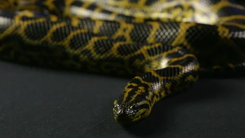 Looking yellow anaconda Stock Footage 88779404
