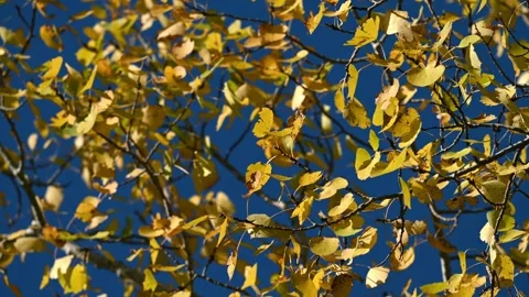 Looking up at yellow colored aspen poplar leaves fluttering in the wind with blu Stock Footage 302206653