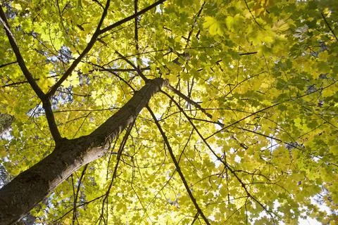 Looking up at yellow leaves. Stock Photos