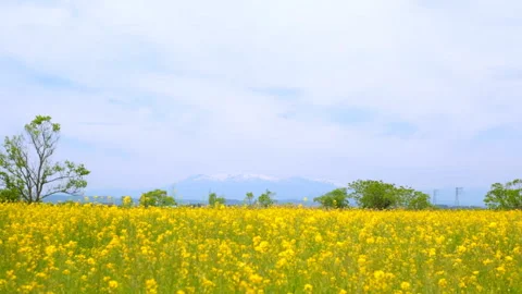 Looking at the Zao Federation from a Field of Rape Blossoms Blown by the Wind Vídeos de archivo 332458009