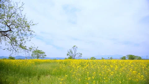 Looking at the Zao Federation from a Field of Rape Blossoms Blown by the Wind 動画素材 332458044