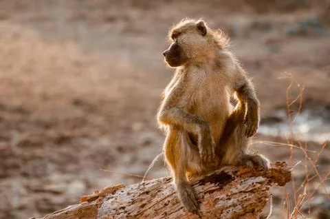 Lookout Baboon Stock Photos