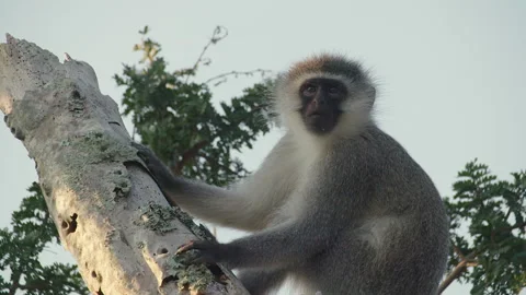 Lookout Monkey Stock Footage 142088835