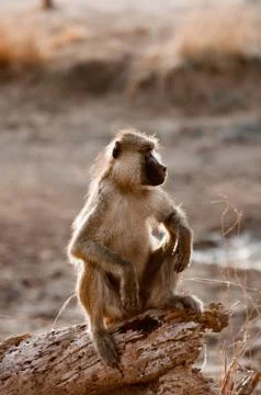 Lookout Stock Photos