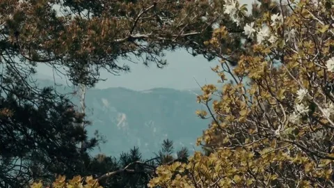 Lookout through the forest Stock Footage 69164143