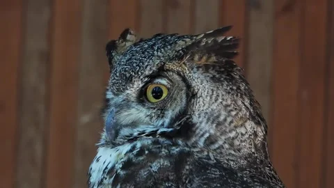 Looks in different directions slow motion Stock Footage 306757430