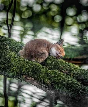 Looks like a koala Stock Photos