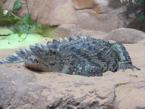 Looks like a sleeping crocodile? Foto stock