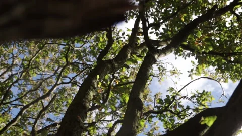 Lookup into the Trees Stock Footage 146387316