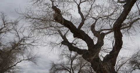 Looming Desert Tree Stock Footage 87487386