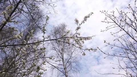 Looming wild apple tree in spring and bumblebees Video stock 129662618