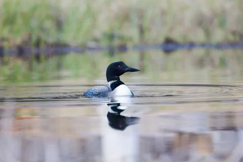 Loon-12961 Фото
