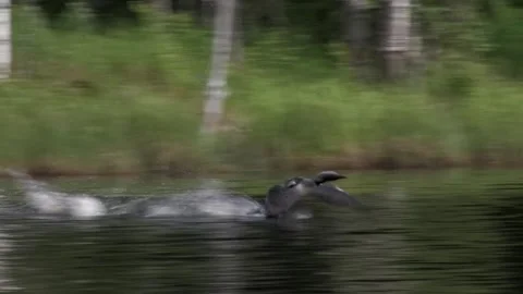 Loon accelerates into flight Stock Footage 346126024