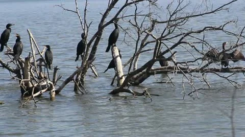 Loon Birds Video stock 21593416