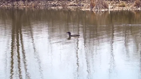 Loon with calls in Minnesota Stockbeeldmateriaal 74605445
