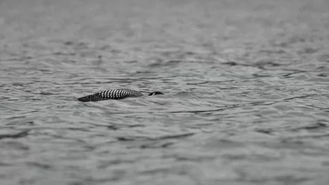 Loon in the Canadian wilderness Vídeos de archivo 337841789