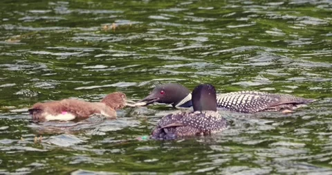 Loon Chick is fed a minnow by one of its parents Stock Footage 301352935