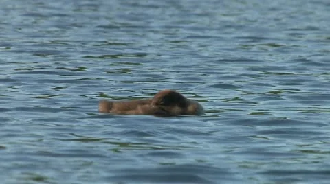 Loon chick resting on water Stock Footage 17921979
